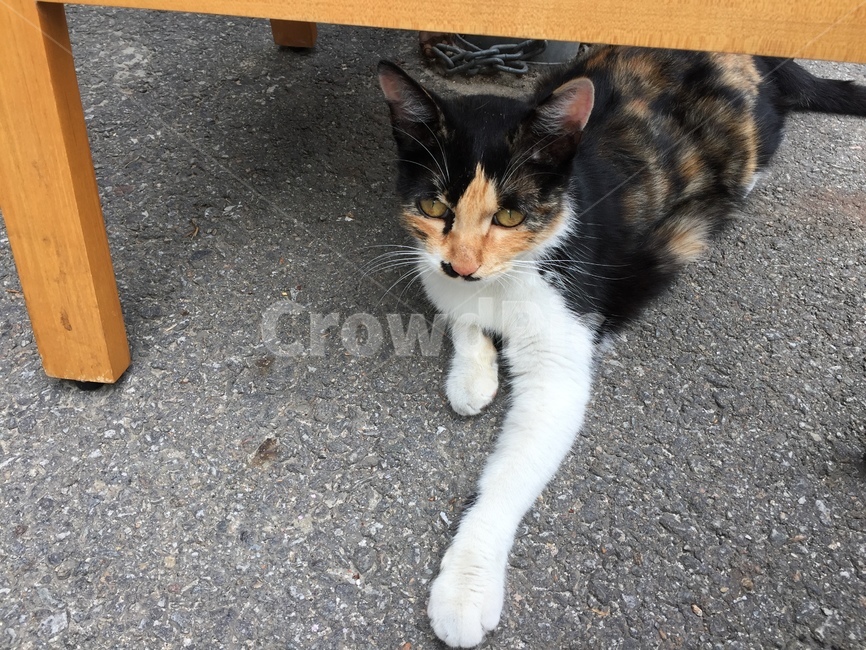 고양이,얼룩고양이,길고양이,검은고양이,cat,표지판,아스팔트,길