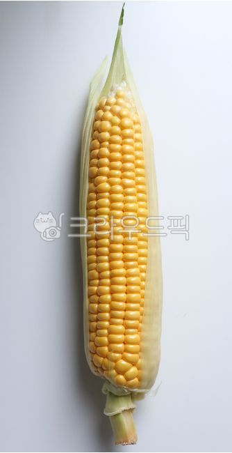옥수수,초당,초당옥수수,구황작물,채소,야채,음식,corn,vegetable,식물,food,노란,식량,여름채소,식재료,plant,음식,식재료,요리,food,cook,meal,dishes,food reserves