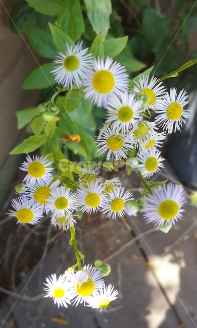 계란꽃,개망초,꽃,노랑,계란,식물,자연,plants,nature,꽃,flower