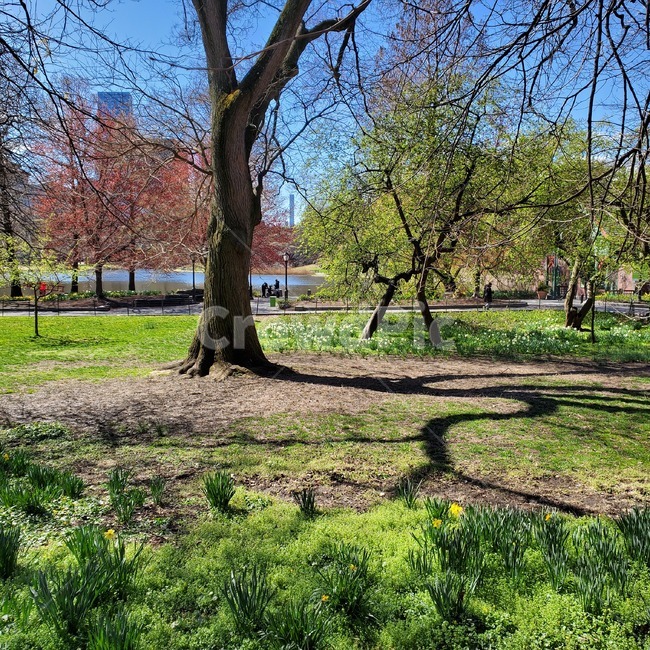 나무,tree,plant,식물,공원,센트럴파크,뉴욕,미국