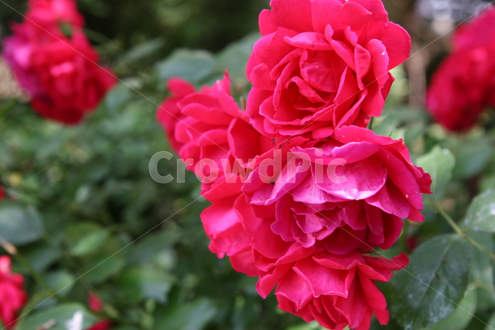 장미,rose,blossom,식물,plant,꽃,flower,제라늄,geranium,식물,자연,plants,nature,꽃,flower