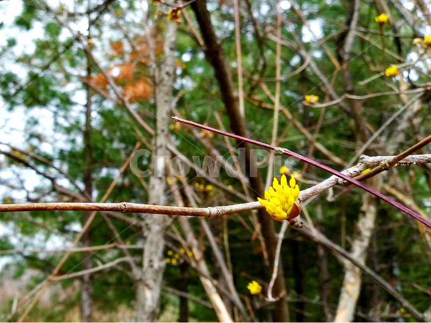 산수유꽃,plant,식물,봄,노란색,나무,나뭇가지,자연,꽃,spring,tree,branch,season,계절