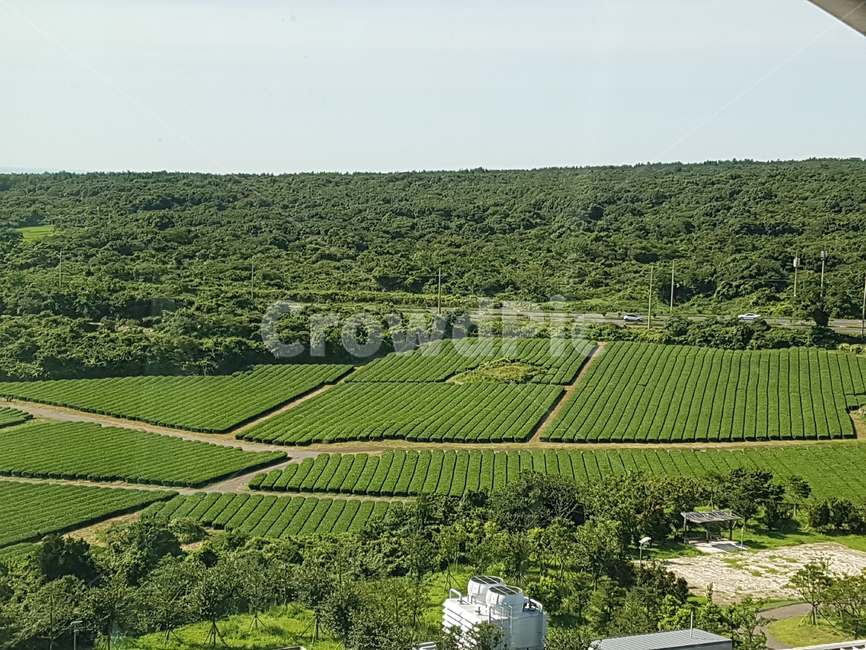 식물,풍경,초목,녹차밭,제주도,농업,농사,agriculture,farming,farming industry