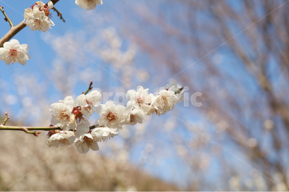 매화,매화꽃,들꽃,봄꽃,봄나들이,식물,식물,자연,plants,nature,꽃,flower