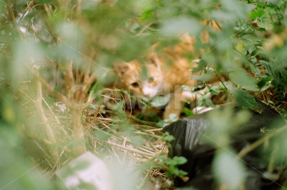필름사진,미놀타X700,고양이,길고양이,숨박꼭질,동물,animal,포유류,mammal,고양이,cat,kitten,kitty,감성,sensible,feeling
