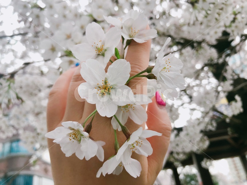 봄,벚꽃,벚꽃축제,cherryblossoms,桜花,온천천벚꽃,spring,봄,계절,spring,season,plant,식물,flower,꽃,cherry blossom,blossom