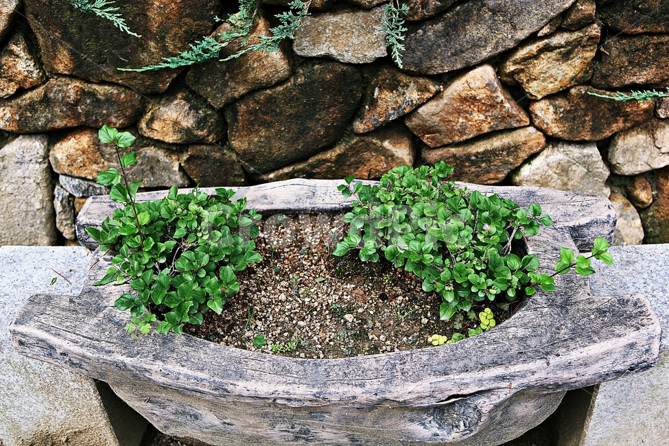 화분,식물,흙,자연,풍경,식물,자연,plants,nature