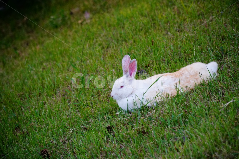 토끼,동물,자연,포유류,잔디,풀,nature,animal,rabbit,산토끼,식물