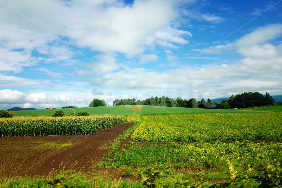 농작물,옥수수,시골풍경,밭,농촌풍경,농업,자연,풍경,nature,landscape,시골,마을,country,rural,town,산업,industry,industrial,농업,농사,agriculture,farming,farming industry,field,들,outdoors,옥외,grassland,목초지