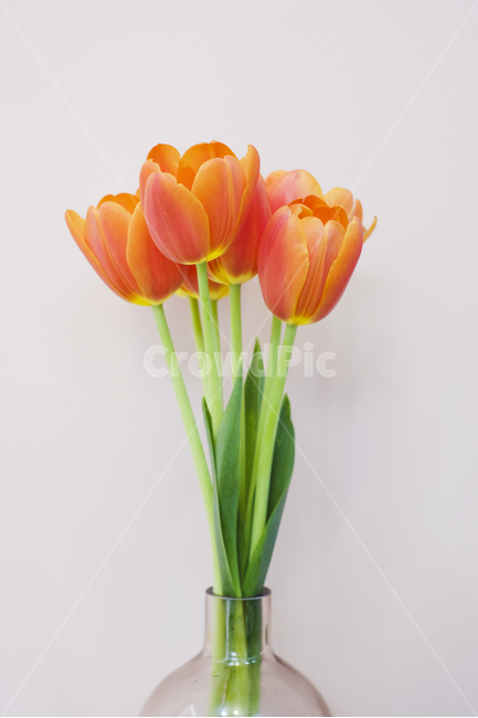 주황튤립,꽃,봄,봄꽃,튤립,튤립축제,식물,식물,자연,plants,nature,꽃,flower,실내용화초,화분,화초,house plant,인테리어,실내디자인,interior design,누끼,remove background