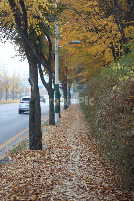 가을,가을풍경,낙엽,낙엽길,낙엽잎,가을배경,자연,자연배경,나무,가을나무,쓸쓸함,단풍,단풍길,가을,계절,fall,autumn,season,vehicle,차량,transportation,교통,automobile,자동차,car,차,plant,식물,tree