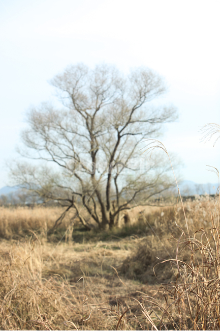 가을,가을풍경,가을갈대,갈대,갈대숲,자연,계절,fallautumnseason,식물,plants,가을,계절,fall,autumn,season,자연,풍경,nature,landscape,식물,plants,나무,trees,wood,plant,grass,잔디