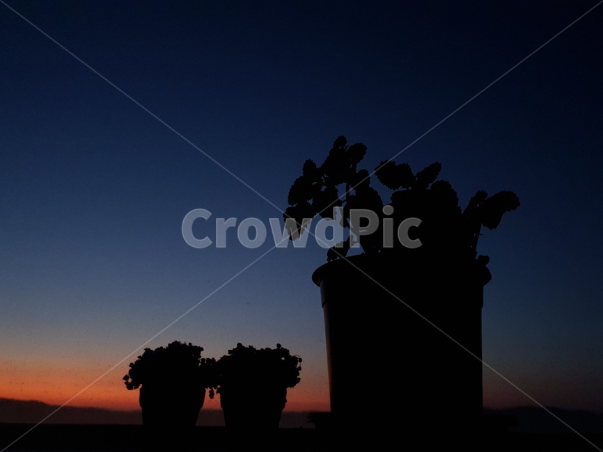 꽃,실루엣,silhouette,노을,하늘,화분,식물,야경,밤,풍경,nightscape,night,landscape