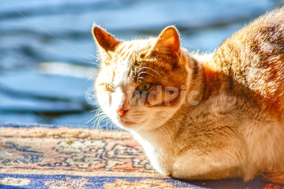 pet,cat,animal,동물,고양이,포유류,동물,animal,포유류,mammal,고양이,cat,kitten,kitty