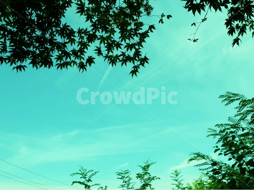 초록,나무,여름,식물,계절,자연,nature,plant,abstract,background,treeleaf,tree,단풍잎,자연,풍경,nature,landscape,식물,plants