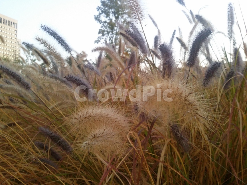plant,식물,자연,강아지풀,가을,가을,계절,fall,autumn,season,식물,자연,plants,nature
