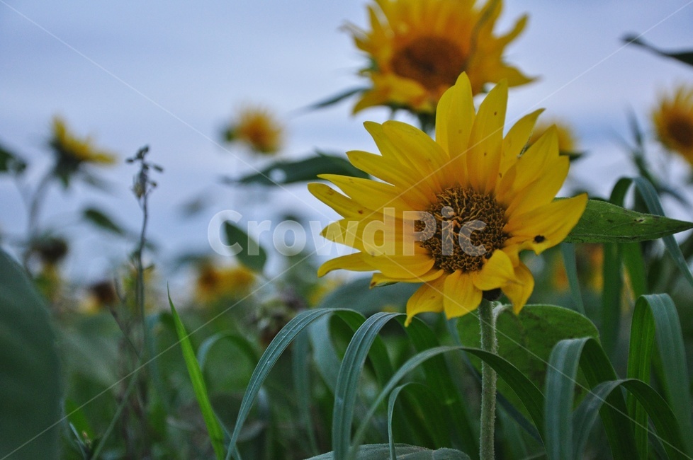 plant,식물,blossom,sunflower,해바라기,flower,꽃,여름,계절,노랑색,노랑,식물,자연,plants,nature,꽃,flower