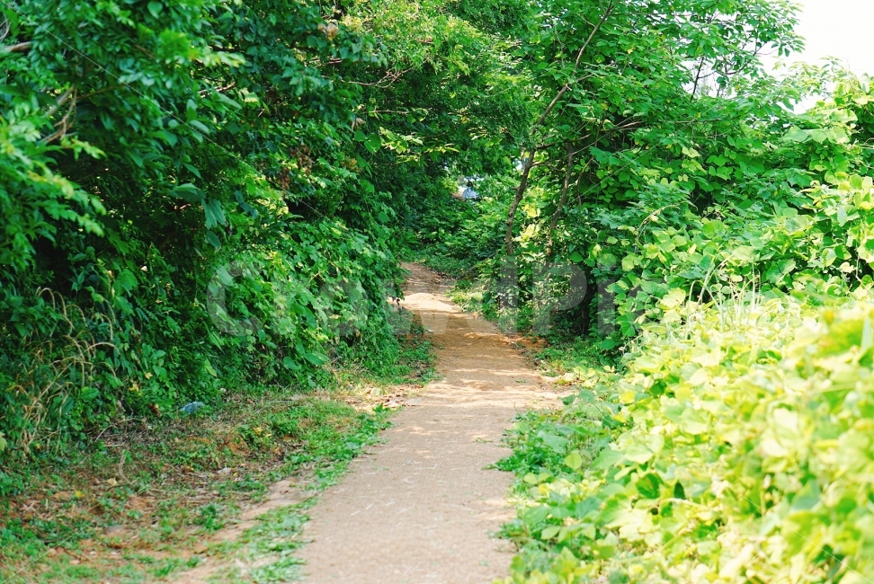 여행,travel,여행사진,국내여행,혼자여행,사진,배경사진,배경,이쁜사진,색감,색감좋은사진,풍경,풍경사진,통영,통영여행,숲길,오솔길,흙길,만지도,섬,섬여행,자연,풍경,nature,landscape,여름,계절,summer,season,path,통로