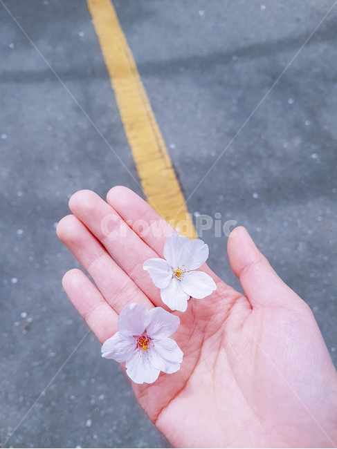 벚꽃,손,봄,식물,풍경,꽃,꽃,flower,사람,인물,인간,human,person,신체일부,몸,body