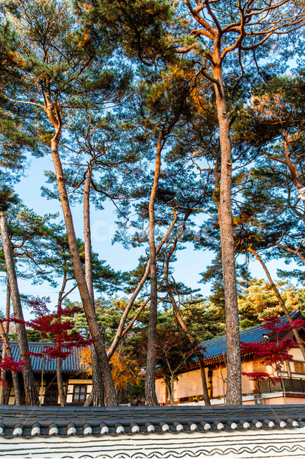 소나무,담장,사찰,문양,무늬,가을,계절,fall,autumn,season,한국전통,한국문화,korean traditional,korean culture,식물,자연,plants,nature,나무,trees,wood,tree,plant