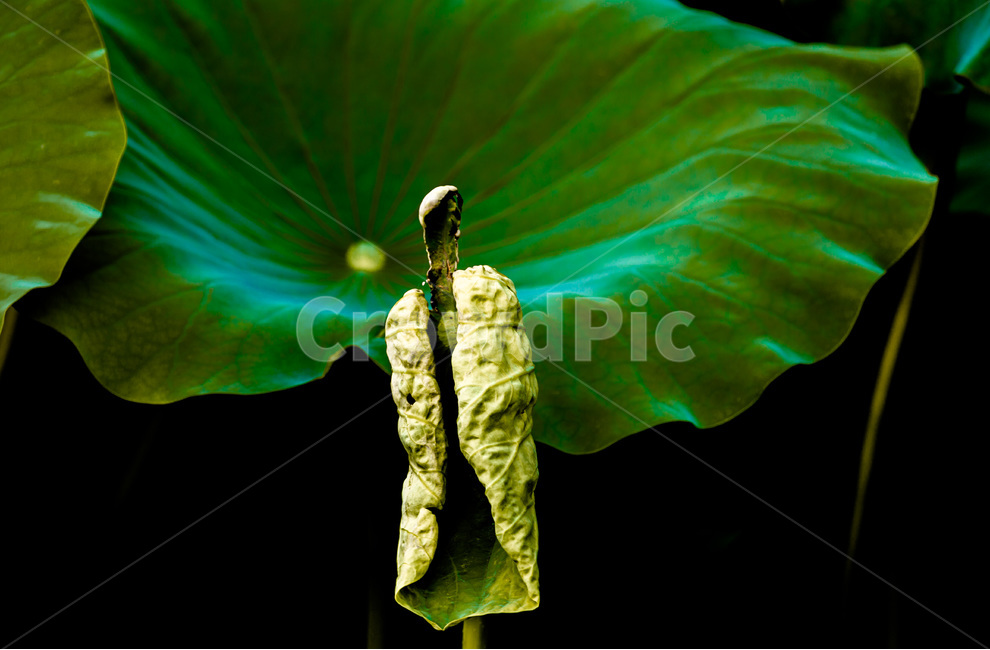 연잎,습지,문양,무늬,패턴,식물,자연,plants,nature