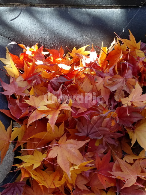 단풍,단풍잎,가을,leaf,잎,plant,식물,계절,fallautumnseason,outdoors,옥외,자연풍경,naturelandscape,기와,낙엽,가을,계절,fall,autumn,season,식물,자연,plants,nature,tree,나무,maple
