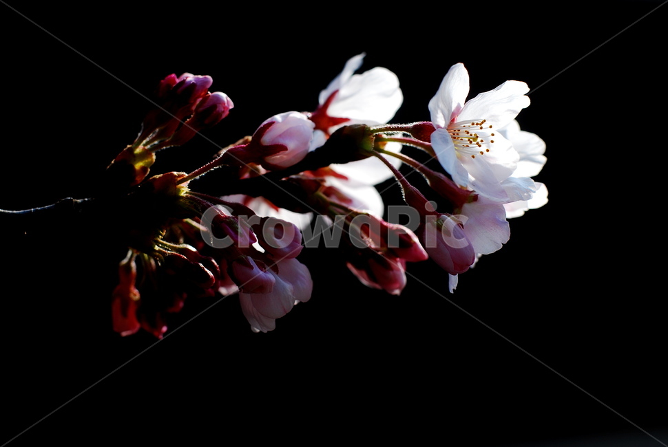 벗나무,벗꽃,접사,봄꽃,꽃망울,봄,계절,spring,season,식물,자연,plants,nature,꽃,flower,plant