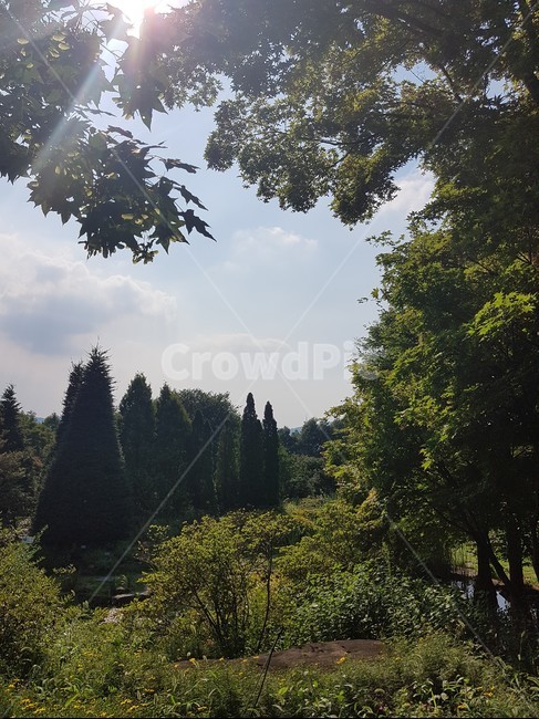 녹색,식물,나무,tree,plant,자연,풍경,nature,landscape,fir,전나무