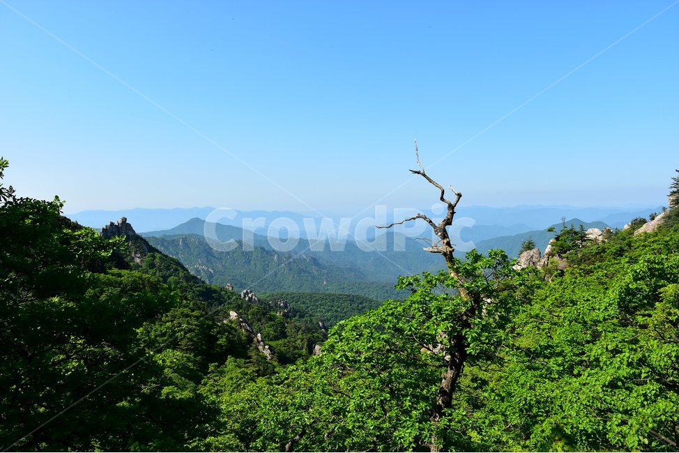 설악산,풍경,국립공원,자연,명산,100대명산,nature,산,비경,landscape,점봉산,자연,풍경,nature,landscape,한국자연풍경,한국자연경관,korea nature landscape,식물,plants,나무,trees,wood,outdoors,옥외