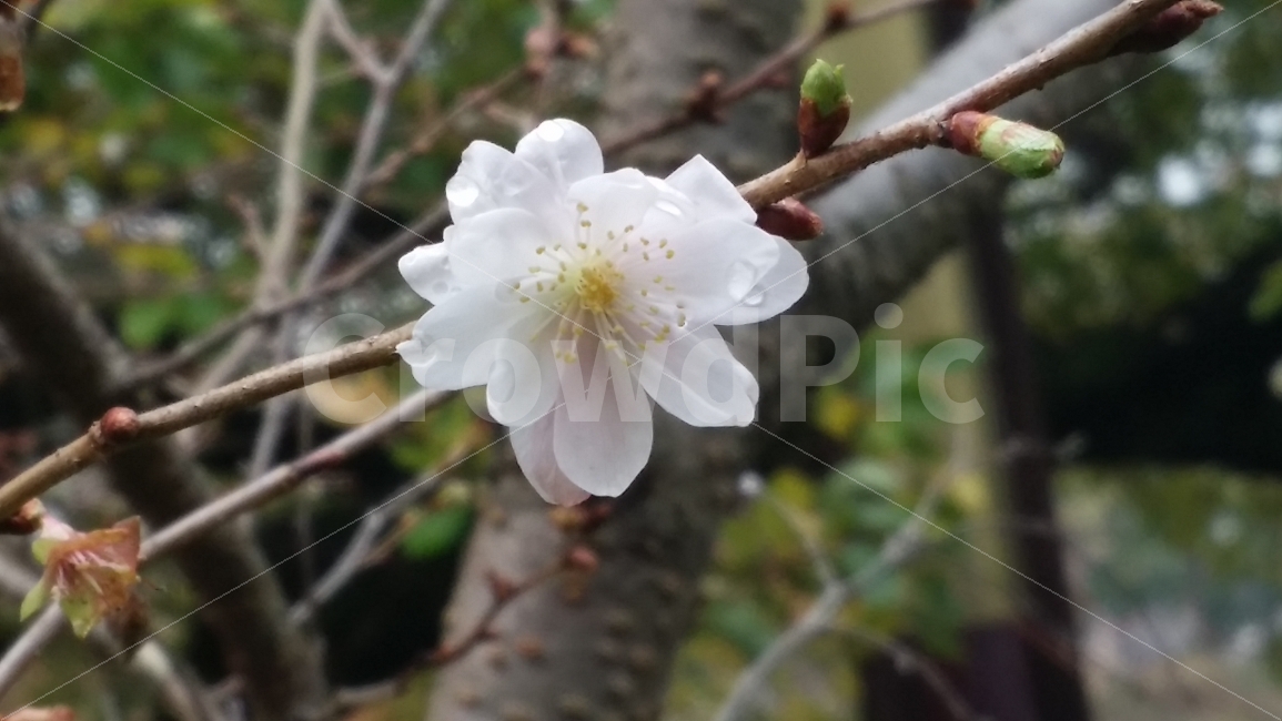 가을,벛꽂,외로움,꽃,기다림,봄,계절,spring,season,식물,자연,plants,nature,꽃,flower,plant