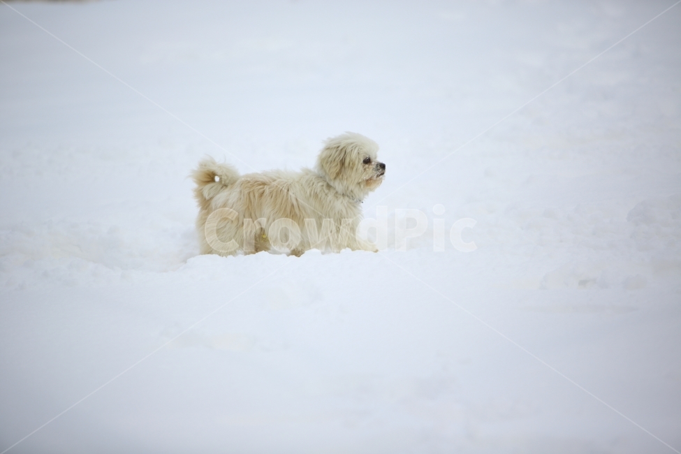 겨울,눈,담양,강아지,겨울풍경,겨울,계절,winter,season,동물,animal,포유류,mammal,개,강아지,dog,doggy