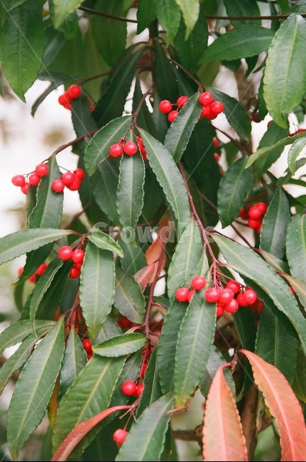 식물,열매,빨간열매,나뭇잎,나무,식물,자연,plants,nature,과일,열매,fruit