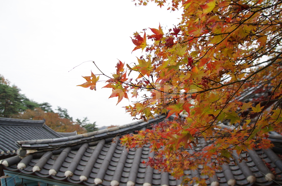 단풍,안동단풍,가을풍경,경북안동,가을분위기,독서의계절,가을,계절,fall,autumn,season,한국전통,한국문화,korean traditional,korean culture,건축물,건물외관,exterior,building,structure,architecture,construction,leaf,잎,plant,식물,tree,나무