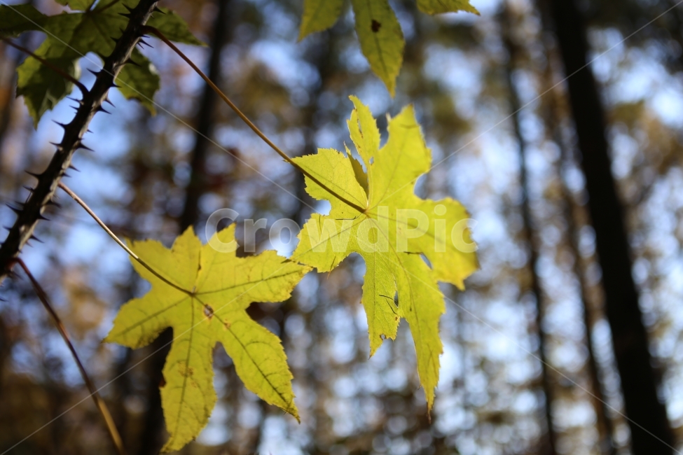 자연,나뭇잎,노랑,가을,숲,별,가을,계절,fall,autumn,season,식물,자연,plants,nature,leaf,잎,plant,tree,나무
