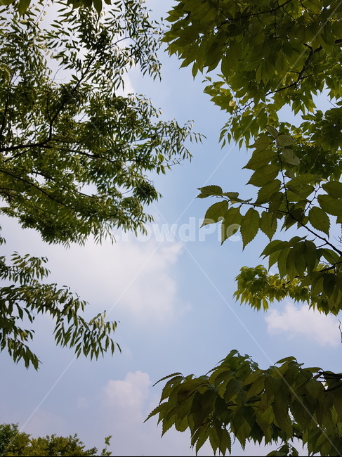 하늘,나뭇잎,구름,맑은하늘,여름