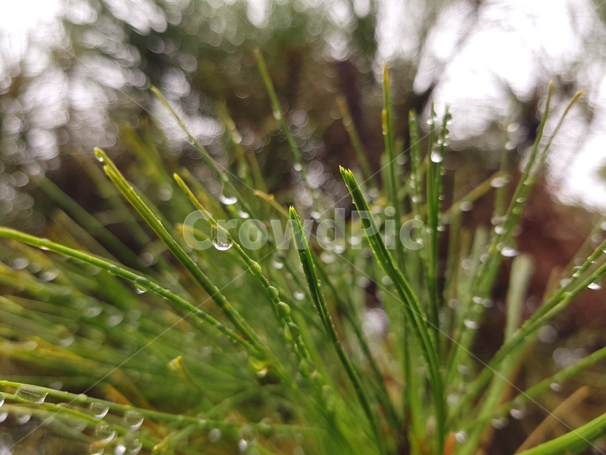 초록,비,물방울,식물,자연,plants,nature