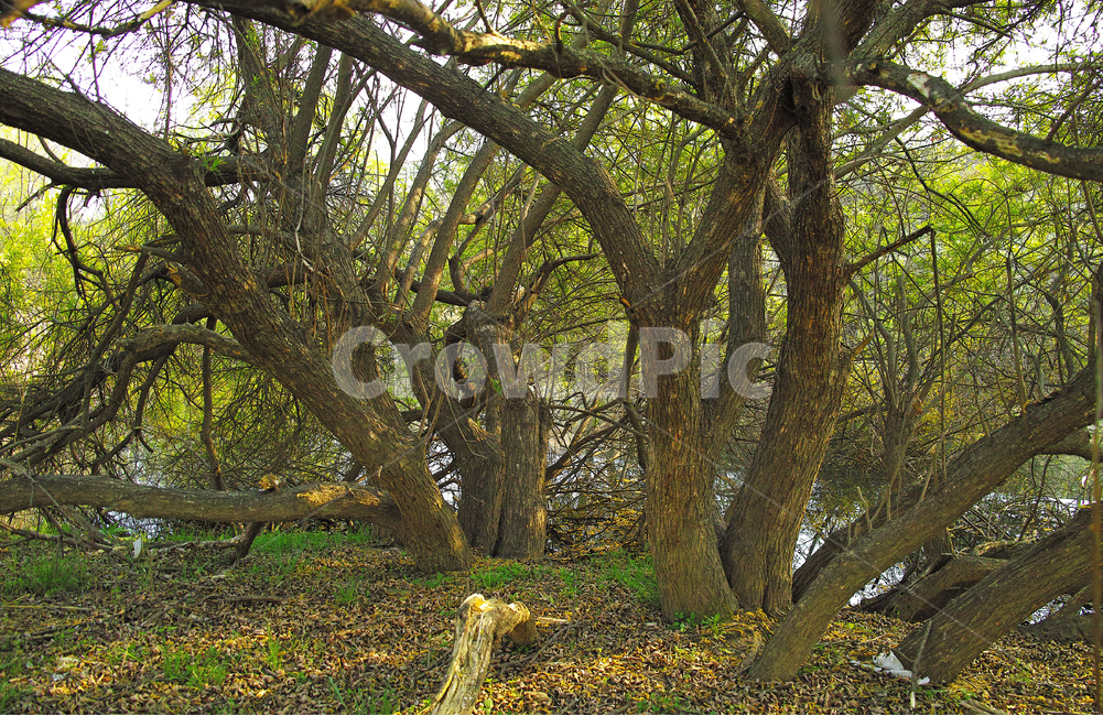 한국자연경관,원시림,네츄럴,들,풀밭,land,옥외,야외,아웃도어,배경,바탕,백그라운드,봄배경,나무,숲,tree,plant,water,계절,시즌,landscape,한국자연풍경,forest,nature,자연,outdoors,field,목초지,grassland,countryside,rural,덤불,고목,환경,나무줄기,습지,신록,녹색,연녹색,초록색,그린,green
