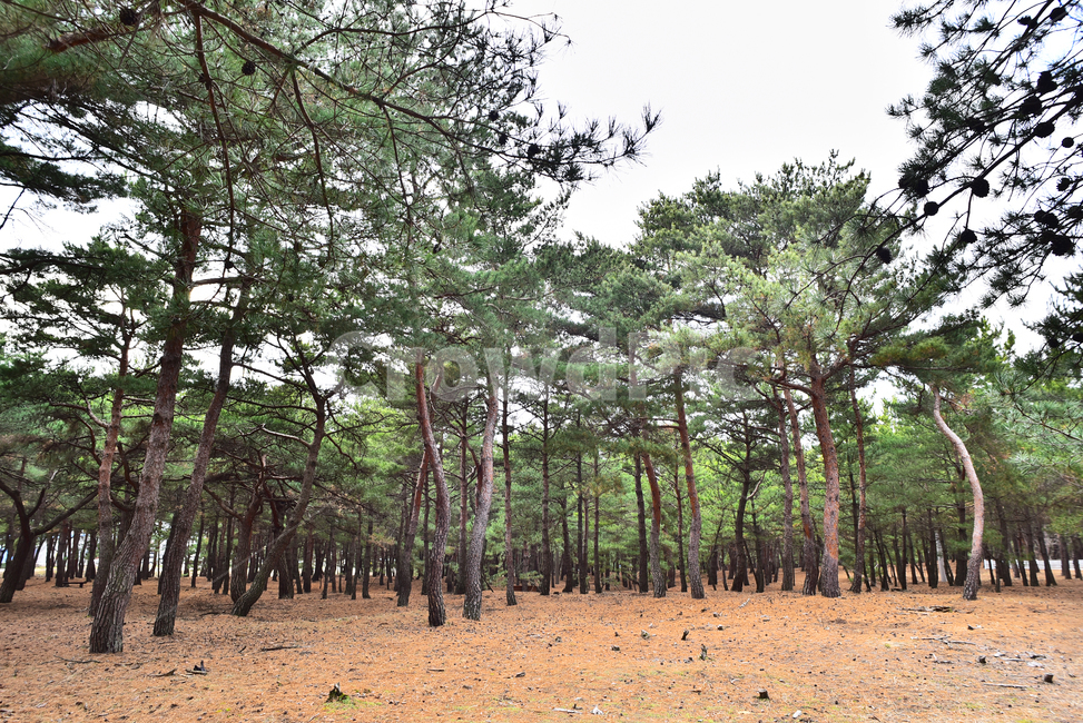 소나무,해송,상록수,송림,솔밭,소나무숲,힐링,환경,자연,한국자연풍경,한국자연경관,pinetree,plant,식물,tree,나무,배경,바탕,백그라운드,토종,솔방울,솔잎,침엽수,피톤치드