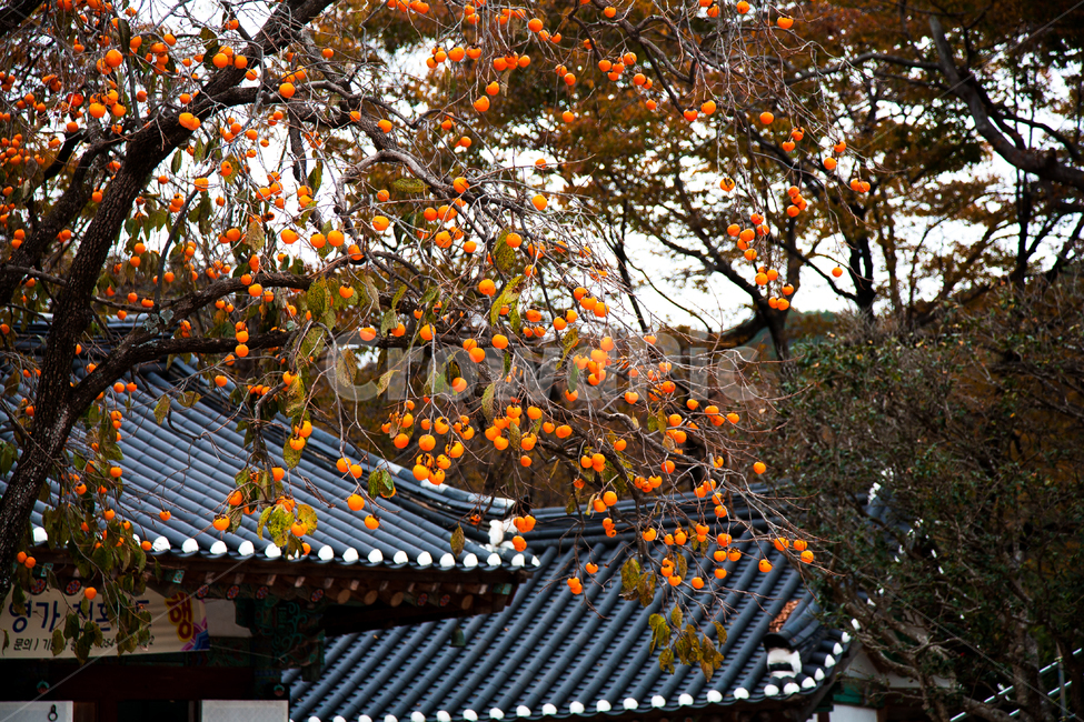 단풍,가을,경주,잎,나무,가을,계절,fall,autumn,season,과일,열매,fruit
