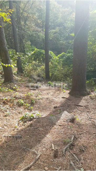 자연,나무,숲,초록,햇빛,nature,tree,green,자연,풍경,nature,landscape,식물,plants,나무,trees,wood,휴식,힐링,rest,relaxation,healing,ground,바닥,plant,tree trunk,나무 줄기