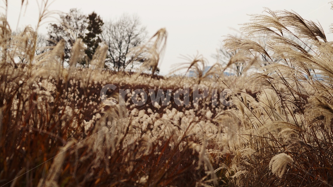 가을,가을풍경,하늘공원,억세풀,갈대,가을,계절,fall,autumn,season,식물,자연,plants,nature,grass,잔디,plant,lawn