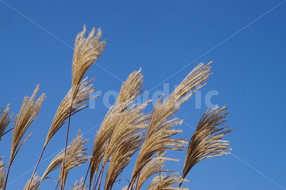 가을,억새,바람,하늘,하늘공원,감성,스냅,파란,silvergrass,fall,wind,sky,park,풍경,자연,가을,계절,fall,autumn,season,식물,자연,plants,nature,grass,잔디,plant,lawn