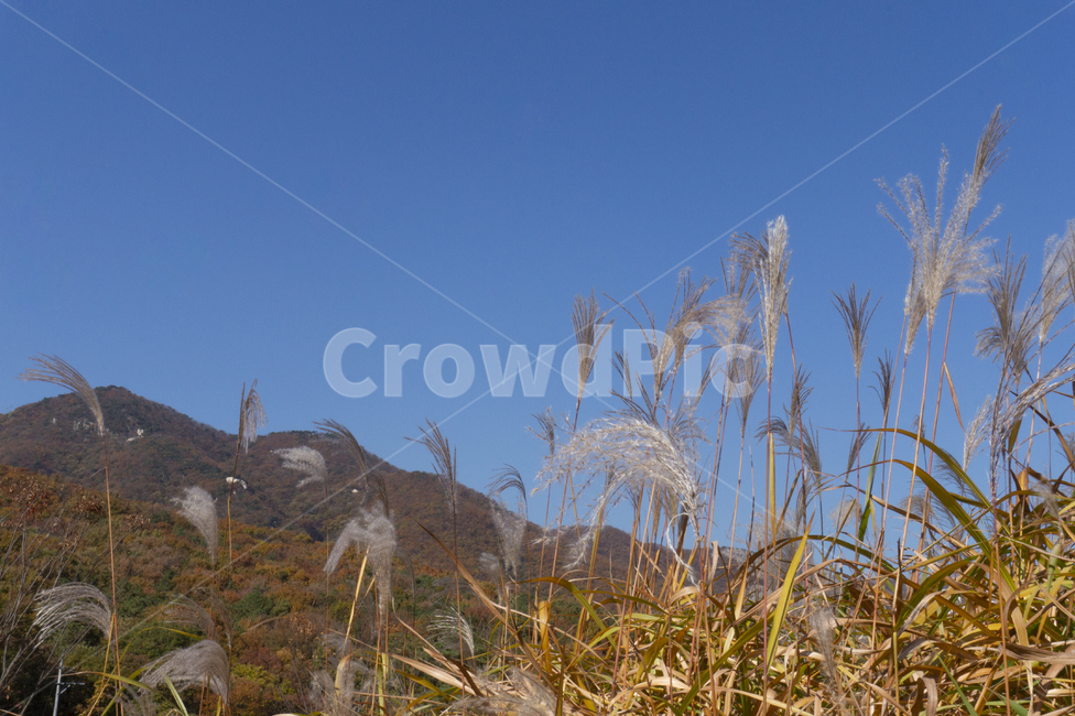 갈대,억새,가을,풀,갈색,가을정취,가을,계절,fall,autumn,season,자연,풍경,nature,landscape,grass,잔디,plant,식물,lawn