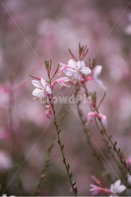 자연,풍경,꽃,꽃밭,식물,flower,식물,자연,plants,nature,꽃,flower