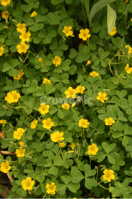 양지꽃,식물,flower,plants,nature,꽃,식물,자연,plants,nature,꽃,flower