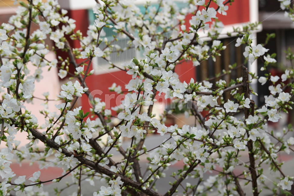 앵두나무,힌꽃,봄꽃,나무,식물,유실수,앵두,과일,plant,flower,blossom,꽃