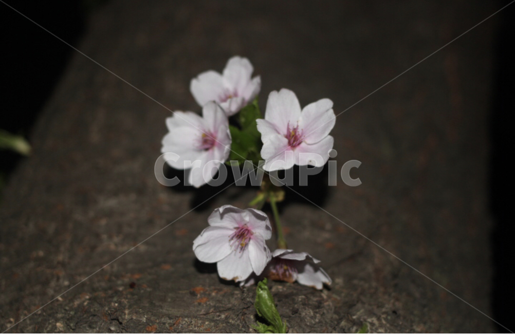 blossom,벚꽃,봄,꽃,flower,flowers