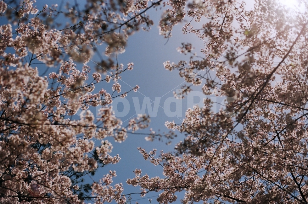 봄,벚꽃,꽃사진,필름사진,감성사진,봄,계절,spring,season,식물,자연,plants,nature,감성,sensible,feeling,plant,flower,꽃,blossom,cherry blossom