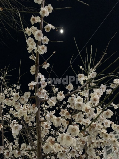 blossom,매화꽃,꽃,밤,매화,flower,식물,plant