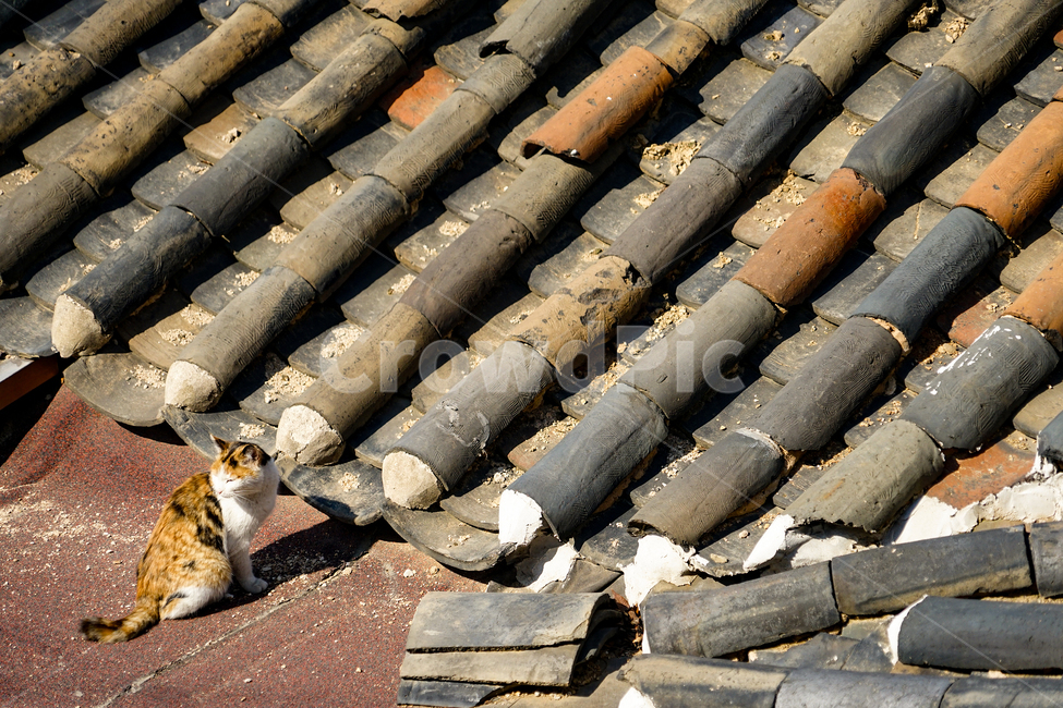 고양이,동물,포유류,길냥이,cat,animal,pet,roof,지붕,tileroof,기와지붕,동물,animal,포유류,mammal,고양이,cat,kitten,kitty